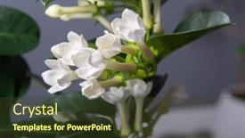  Presentation with jasmine - Theme enhanced with stephanotis-or-madagascar-jasmine-blooming background and a tawny brown colored foreground
