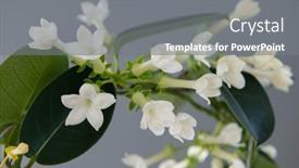  Presentation with jasmine - Presentation theme featuring stephanotis-or-madagascar-jasmine-blooming background and a gray colored foreground