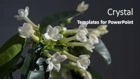  Presentation with jasmine - PPT theme consisting of stephanotis-or-madagascar-jasmine-blooming background and a dark gray colored foreground