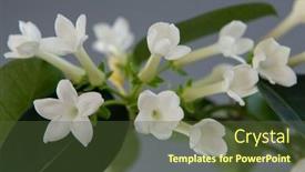  Presentation with jasmine - Presentation theme having stephanotis-or-madagascar-jasmine-blooming background and a tawny brown colored foreground