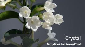  Presentation with jasmine - Presentation design enhanced with stephanotis-or-madagascar-jasmine-blooming background and a dark gray colored foreground