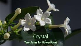  Presentation with jasmine - Slide deck with stephanotis-or-madagascar-jasmine-blooming background and a wine colored foreground