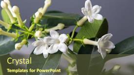  Presentation with jasmine - PPT layouts having stephanotis-or-madagascar-jasmine-blooming background and a tawny brown colored foreground
