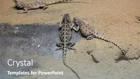  Presentation with agama - Audience pleasing presentation theme consisting of steppe-agama-trapelus-sanguinolentus-wildlife backdrop and a gray colored foreground