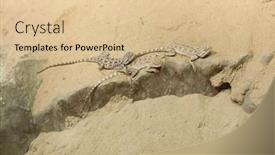  Presentation with agama - Beautiful slides featuring steppe-agama-trapelus-sanguinolentus-wildlife backdrop and a lemonade colored foreground