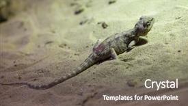  Presentation with agama - Cool new presentation with steppe agama trapelus sanguinolentus wildlife animal backdrop and a gray colored foreground