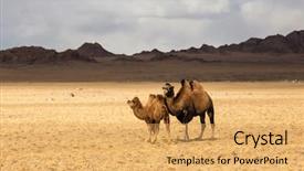  Presentation with mongolia - Slide set featuring steppe camels in the foothills background and a yellow colored foreground