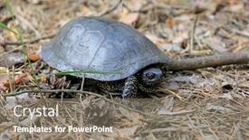  Presentation with turtle - Audience pleasing presentation theme consisting of steppe-central-asian-turtle backdrop and a gray colored foreground
