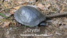  Presentation with turtle - PPT theme featuring steppe-central-asian-turtle background and a gray colored foreground