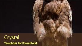  Presentation with rich - PPT layouts enhanced with steppe-eagle-a-large-bird background and a tawny brown colored foreground