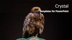  Presentation with rich - Theme having steppe-eagle-a-large-bird background and a black colored foreground