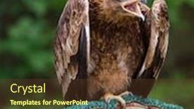  Presentation with rich - Presentation with steppe-eagle-a-large-bird background and a tawny brown colored foreground