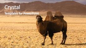  Presentation with mongolia - Slides with steppe of western mongolia background and a coral colored foreground