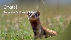  Presentation with natural - Theme featuring steppe-polecat-mustela-eversmanii background and a  colored foreground