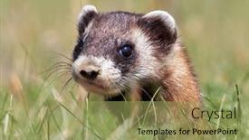  Presentation with natural - Slide set enhanced with steppe-polecat-mustela-eversmanii background and a  colored foreground