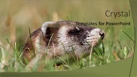  Presentation with natural disasters war - Slide set featuring steppe-polecat-mustela-eversmanii background and a  colored foreground