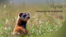  Presentation with natural - PPT layouts consisting of steppe-polecat-mustela-eversmanii background and a  colored foreground