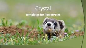  Presentation with natural - Slides enhanced with steppe polecat mustela eversmanii in natural habitat background and a mint green colored foreground