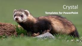  Presentation with masked facial recognition - Slide deck having steppe-weasels-or-masked-polecats background and a violet colored foreground