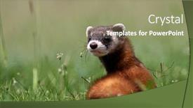  Presentation with romania - Beautiful presentation theme featuring steppe-weasels-or-masked-polecats backdrop and a mint green colored foreground