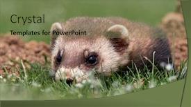  Presentation with masked facial recognition - Colorful slide deck enhanced with steppe-weasels-or-masked-polecats backdrop and a violet colored foreground