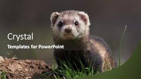  Presentation with masked facial recognition - Presentation design featuring steppe-weasels-or-masked-polecats background and a tawny brown colored foreground