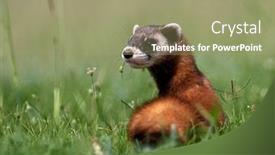  Presentation with romania - Presentation with steppe-weasels-or-masked-polecats background and a mint green colored foreground