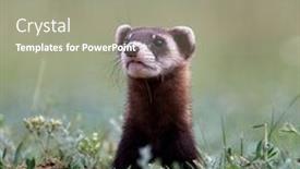  Presentation with romania - Audience pleasing presentation consisting of steppe-weasels-or-masked-polecats backdrop and a gray colored foreground