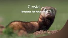  Presentation with romania - Presentation design with steppe-weasels-or-masked-polecats background and a tawny brown colored foreground