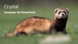  Presentation with romania - Theme having steppe-weasels-or-masked-polecats background and a tawny brown colored foreground