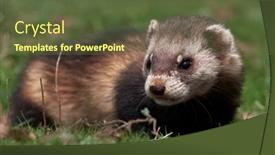  Presentation with romania - Slide deck featuring steppe-weasels-or-masked-polecats background and a tawny brown colored foreground