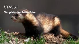  Presentation with romania - Cool new theme with steppe-weasels-or-masked-polecats backdrop and a dark gray colored foreground