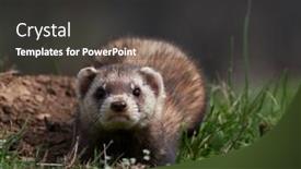  Presentation with romania - PPT layouts enhanced with steppe-weasels-or-masked-polecats background and a dark gray colored foreground