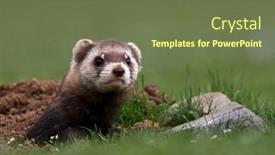  Presentation with romania - PPT theme enhanced with steppe-weasels-or-masked-polecats background and a tawny brown colored foreground