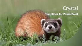  Presentation with romania - PPT layouts enhanced with steppe-weasels-or-masked-polecats background and a coral colored foreground