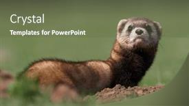  Presentation with romania - Presentation theme featuring steppe-weasels-or-masked-polecats background and a tawny brown colored foreground