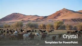  Presentation with western - Colorful PPT theme enhanced with steppe with a flock backdrop and a tawny brown colored foreground