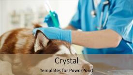  Presentation with sick dog - PPT theme featuring sterilized - sick dog during injection procedure background and a coral colored foreground