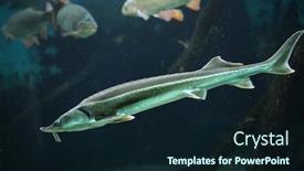  Presentation with wildlife - Colorful presentation theme enhanced with sterlet acipenser ruthenus wildlife animal backdrop and a wine colored foreground