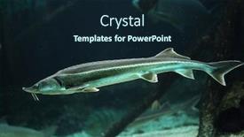  Presentation with wildlife - PPT theme featuring sterlet acipenser ruthenus wildlife animal background and a wine colored foreground