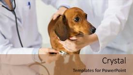  Presentation with animals - Theme having stethoscope examining dachshund dog background and a coral colored foreground