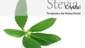  Presentation with leaves - PPT theme enhanced with stevia rebaudiana leaves isolated background and a white colored foreground
