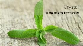  Presentation with plant - Cool new PPT theme with stevia-rebaudiana-plant-on-wooden backdrop and a soft green colored foreground