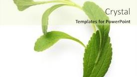  Presentation with stevia leaf - PPT layouts having stevia-sweet-leaf-sugar-substitute background and a soft green colored foreground
