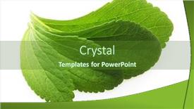  Presentation with stevia leaf - PPT theme featuring stevia-sweet-leaf-sugar-substitute background and a tawny brown colored foreground