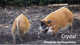  Presentation with pigs - Cool new theme with sti - family of pigs closeup backdrop and a dark gray colored foreground