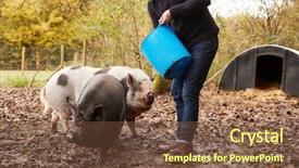  Presentation with pigs - Presentation theme enhanced with sti - mature man feeding rare breed background and a tawny brown colored foreground