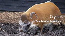  Presentation with boar - Cool new presentation theme with sti - pig went for a walk backdrop and a tawny brown colored foreground