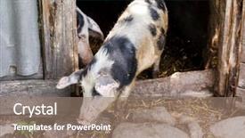  Presentation with pigs - Presentation theme featuring sti - pigs background and a coral colored foreground