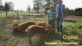  Presentation with pigs - Audience pleasing slide deck consisting of pending entry waiting approved reject concept backdrop and a mint green colored foreground